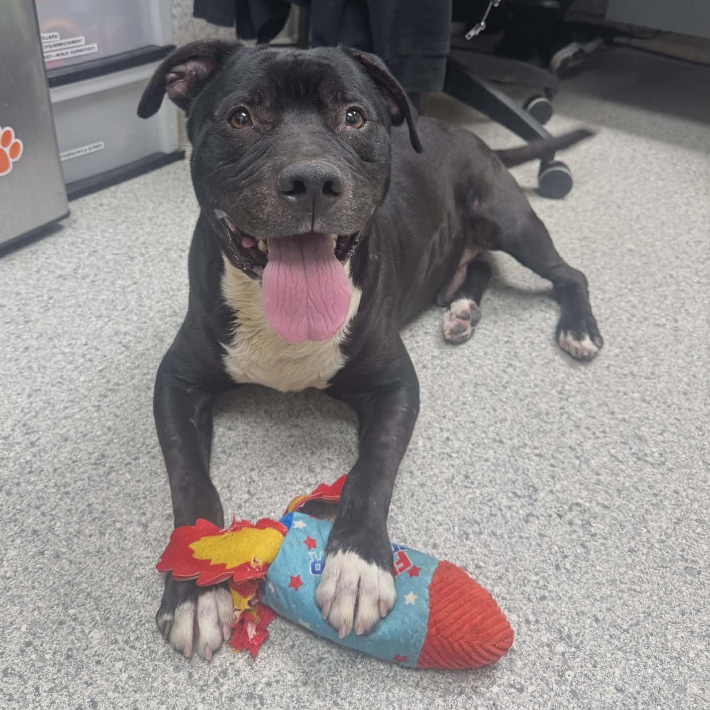 Stalone, Adoptable, Adult Male Pit Bull Terrier.