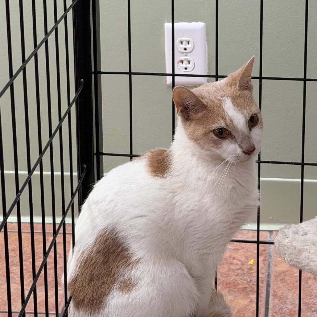 Polly, a Adoptable Domestic Short Hair in Chillicothe, IL image 1/2