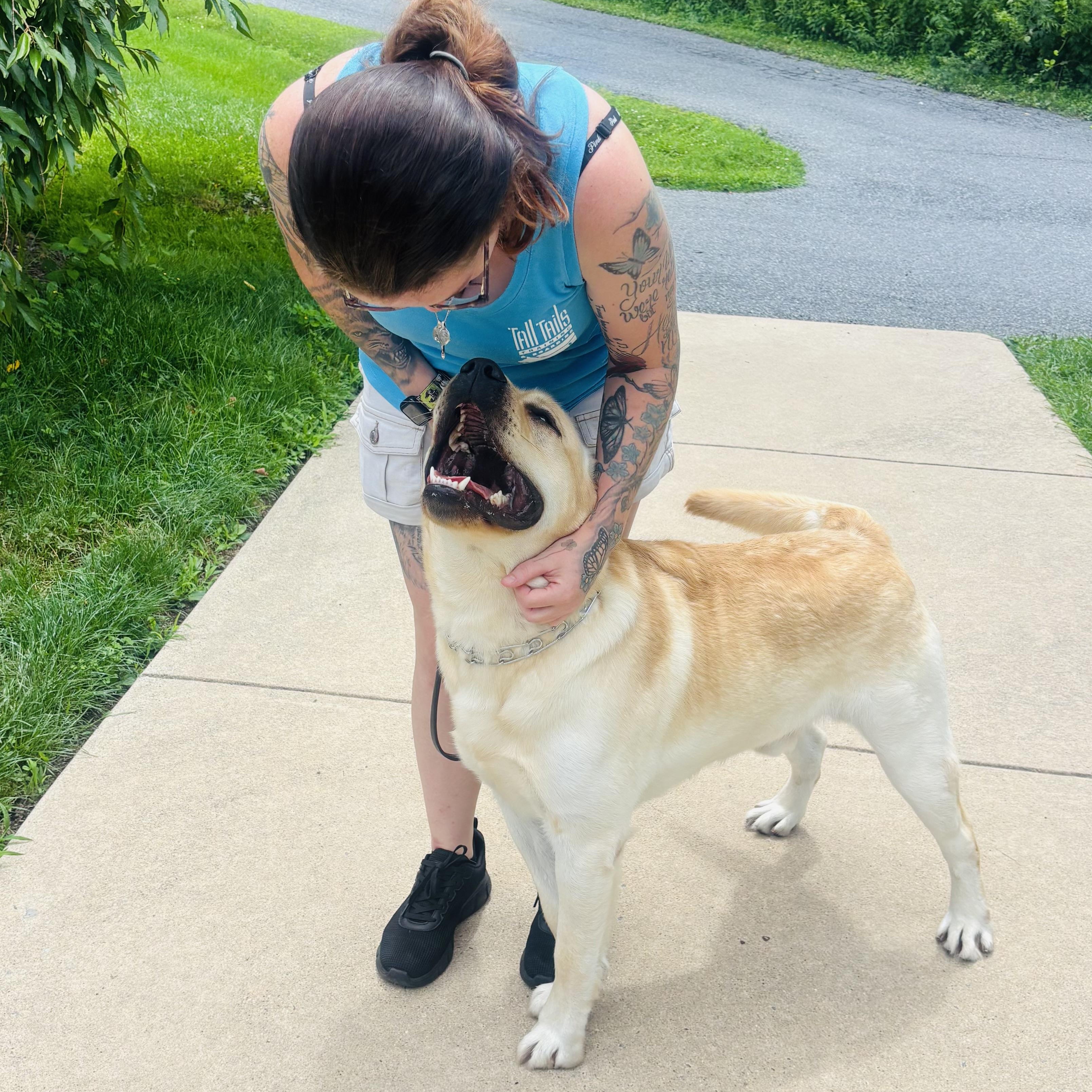 Oso, a ADOPTABLE Labrador Retriever in Warrington, PA image 3/5