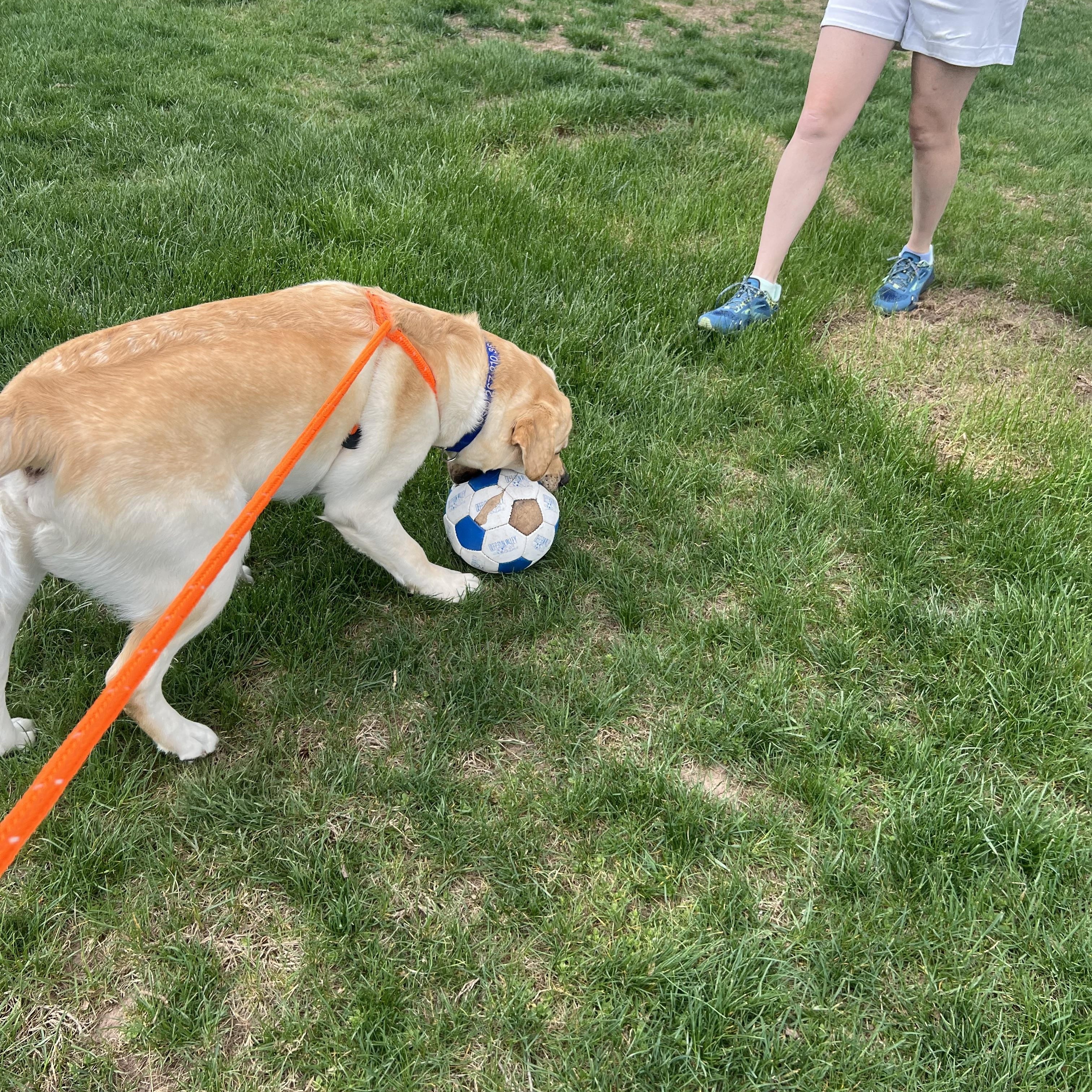 Oso, a ADOPTABLE Labrador Retriever in Warrington, PA image 5/5