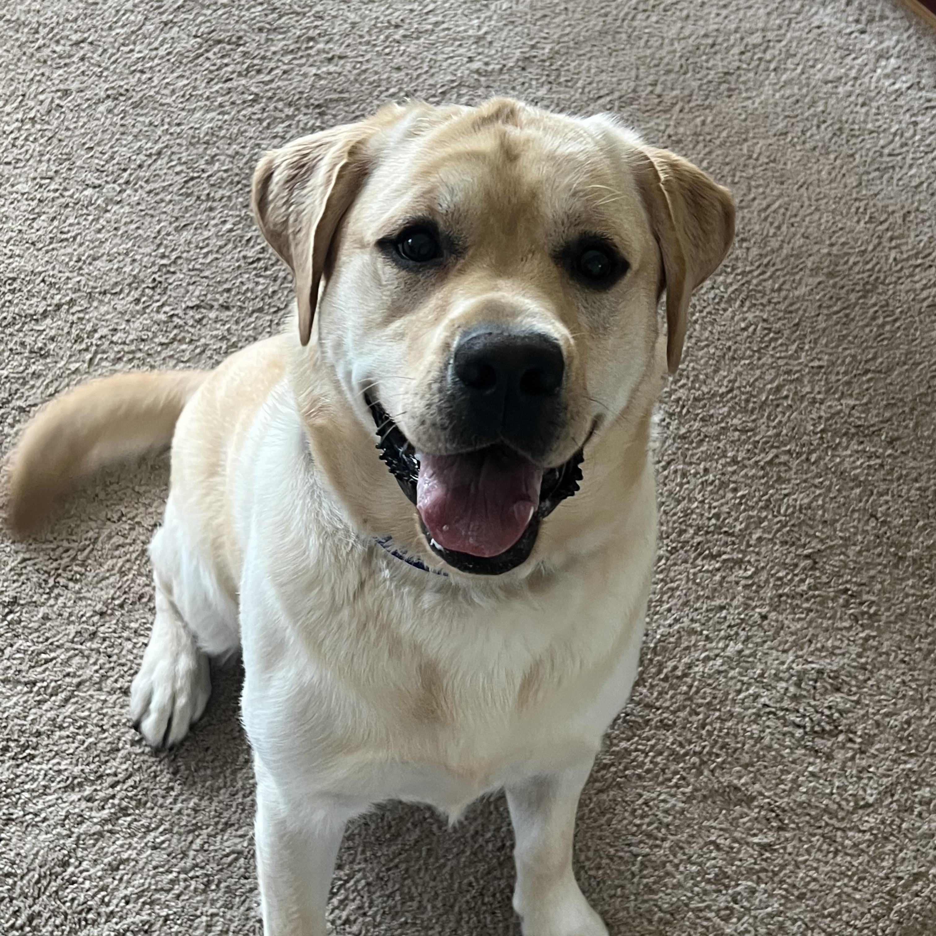 Oso, a ADOPTABLE Labrador Retriever in Warrington, PA image 4/5