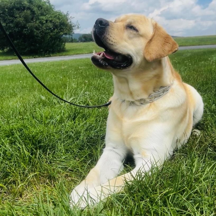 Oso, a ADOPTABLE Labrador Retriever in Warrington, PA image 2/5