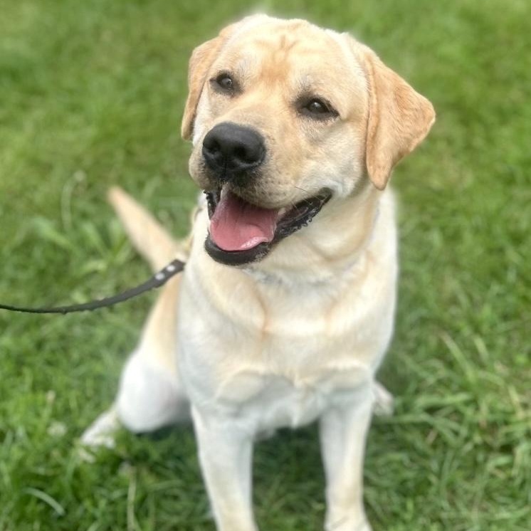 Oso, a ADOPTABLE Labrador Retriever in Warrington, PA image 1/5