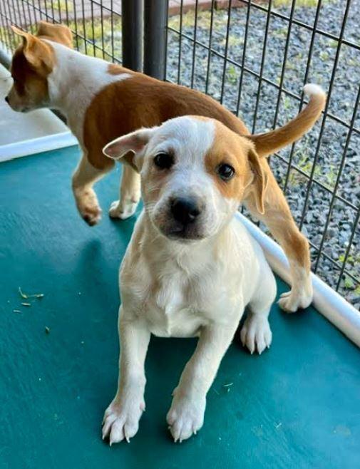 Jesse, Adoptable, Puppy Male Australian Cattle Dog / Blue Heeler.