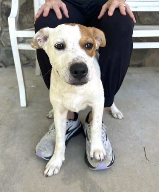 Jesse, Adoptable, Puppy Male Australian Cattle Dog / Blue Heeler.
