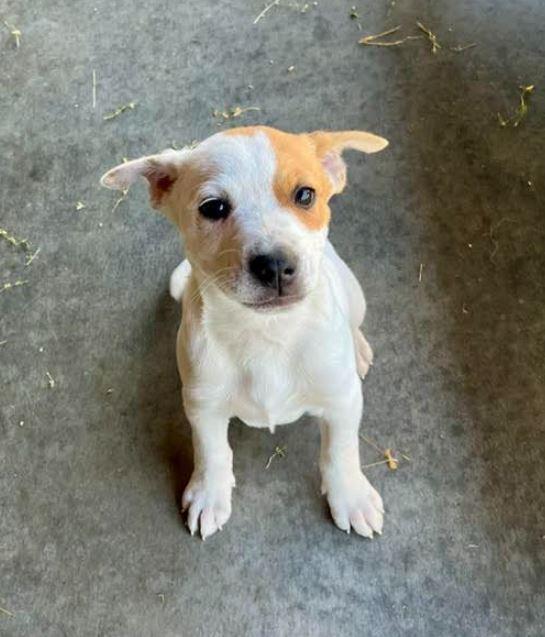 Enlarge Jesse, a Adoptable mixed breed in Mocksville, NC image 2/4