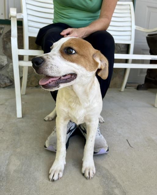 Jesse, a Adoptable mixed breed in Mocksville, NC image 3/4