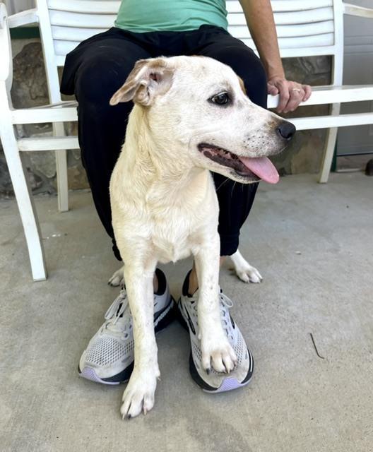 Jesse, a Adoptable mixed breed in Mocksville, NC image 4/4