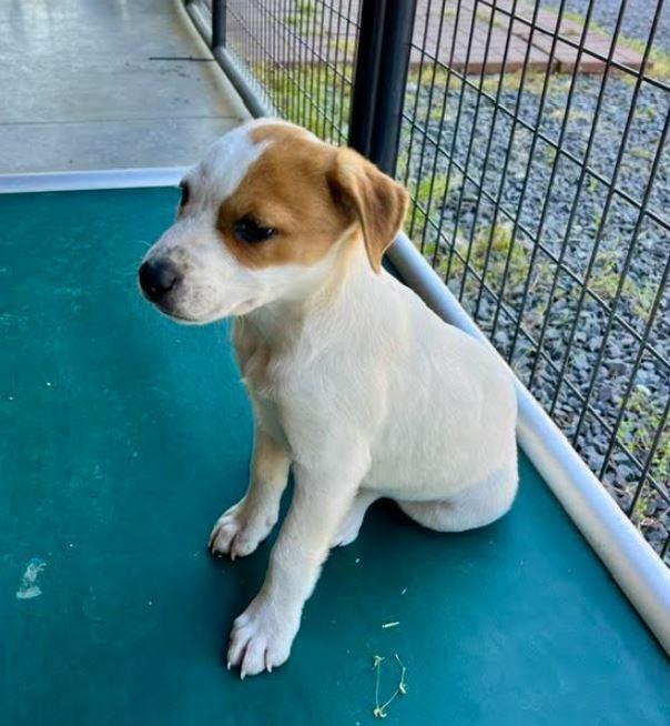 Enlarge Jesse, a Adoptable mixed breed in Mocksville, NC image 3/4