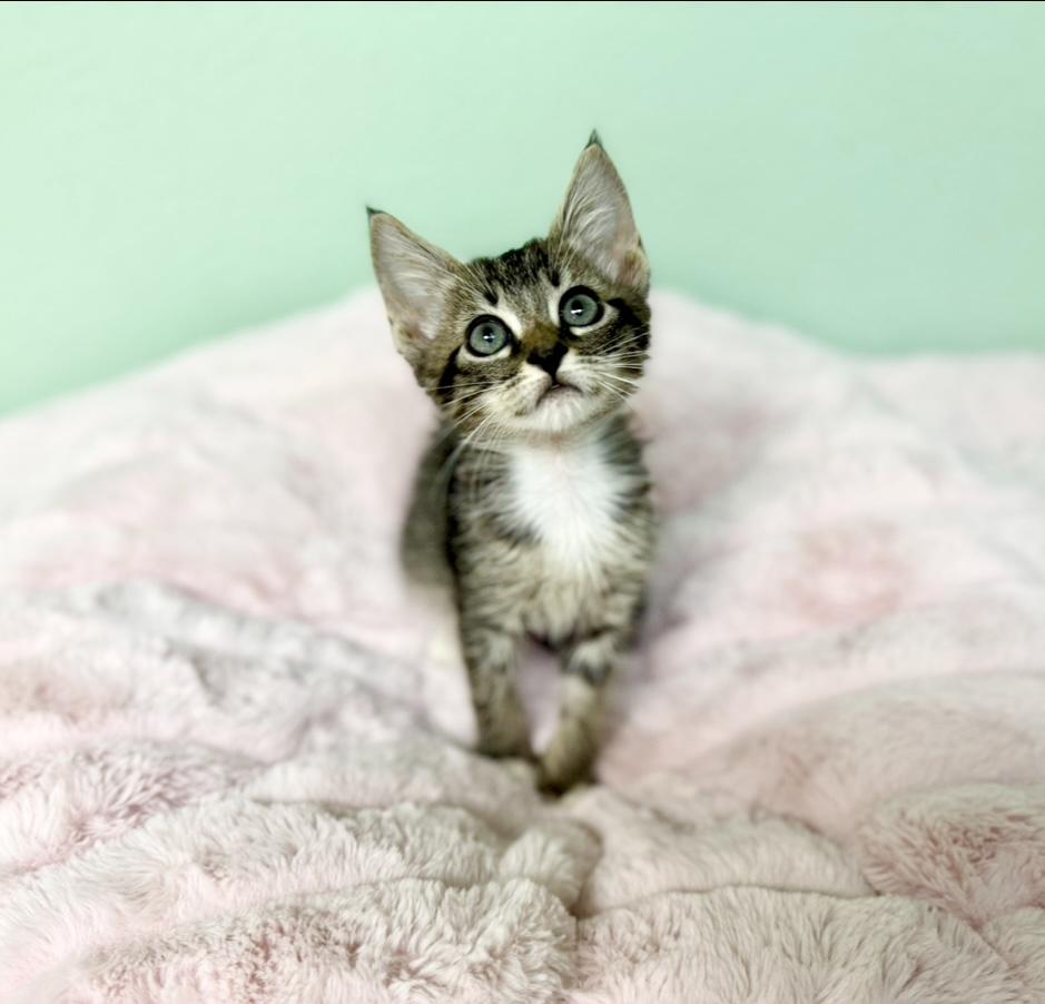 Conspiracy Theory, Baby Female Tabby