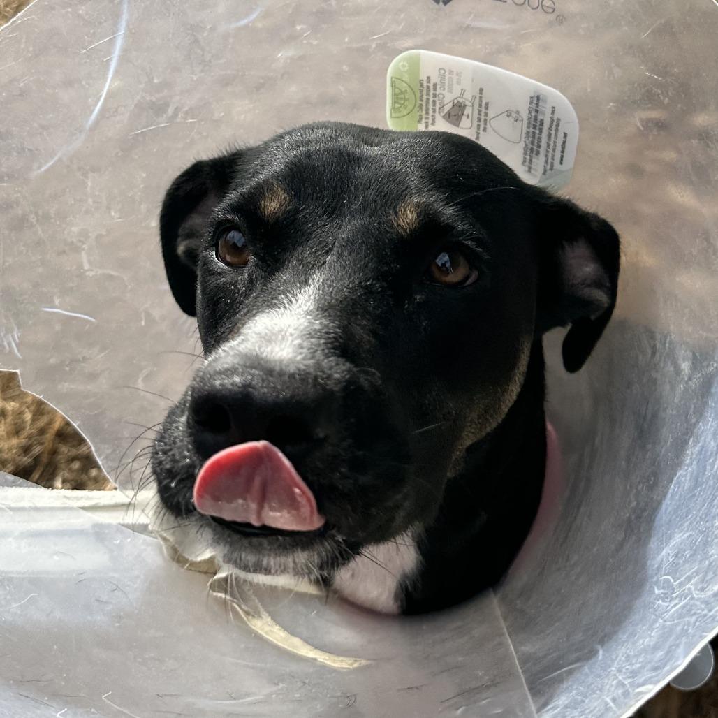 Enlarge Queen 6970, a Adoptable Mixed Breed in Hamilton, GA image 1/6