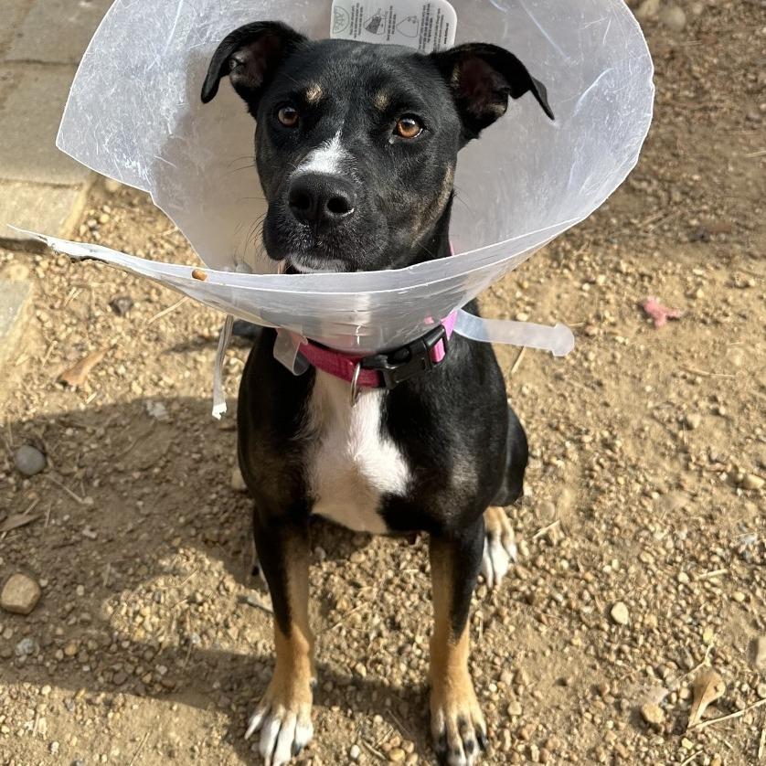 Enlarge Queen 6970, a Adoptable Mixed Breed in Hamilton, GA image 2/6