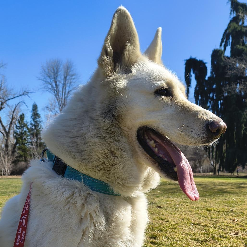 Coconut, a Adoptable Husky in Othello, WA image 1/6