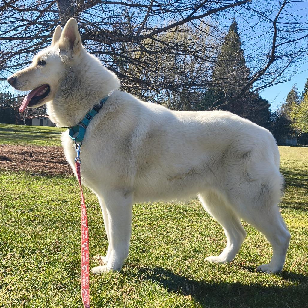 Coconut, a Adoptable Husky in Othello, WA image 2/6