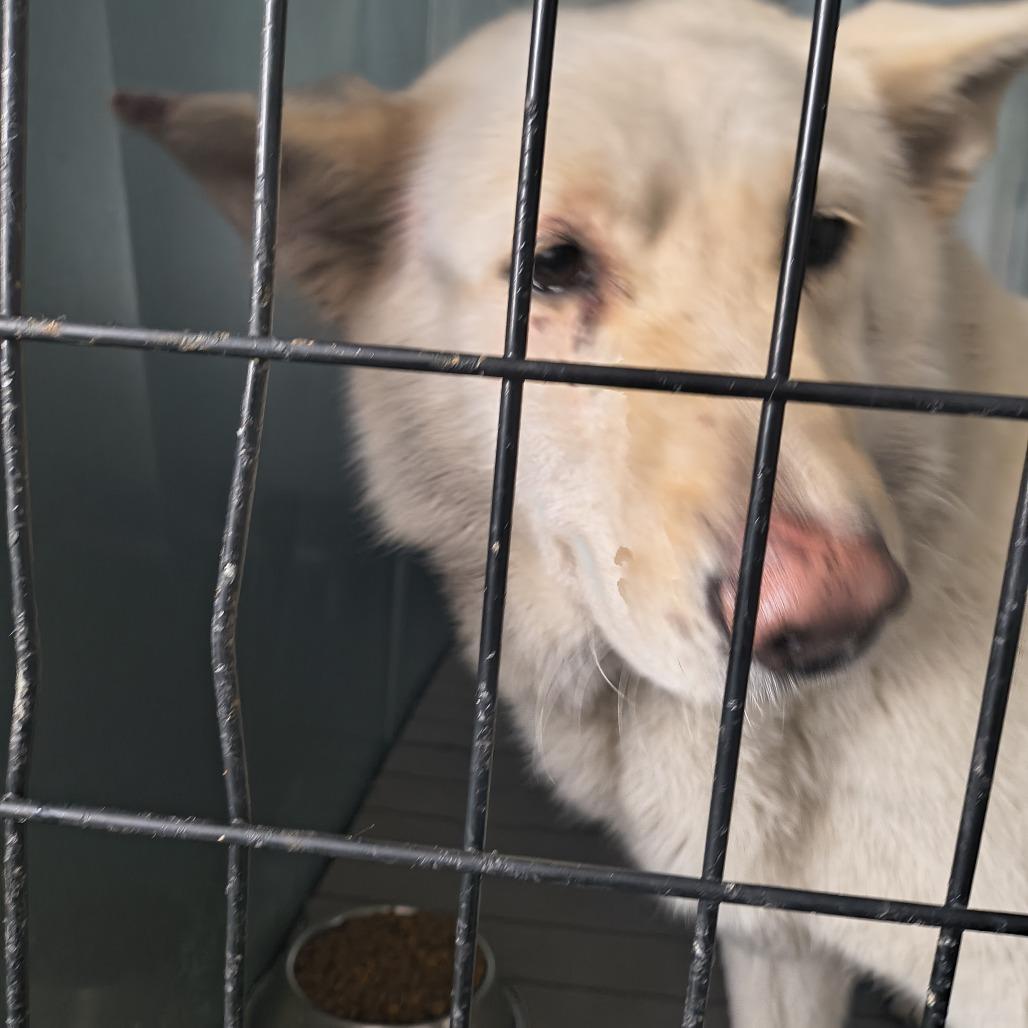 Coconut, Adoptable, Senior Female Husky.