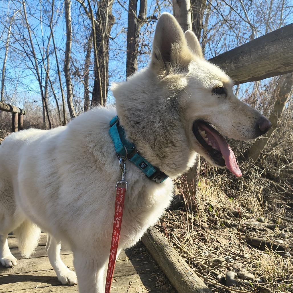 Coconut, a Adoptable Husky in Othello, WA image 3/6