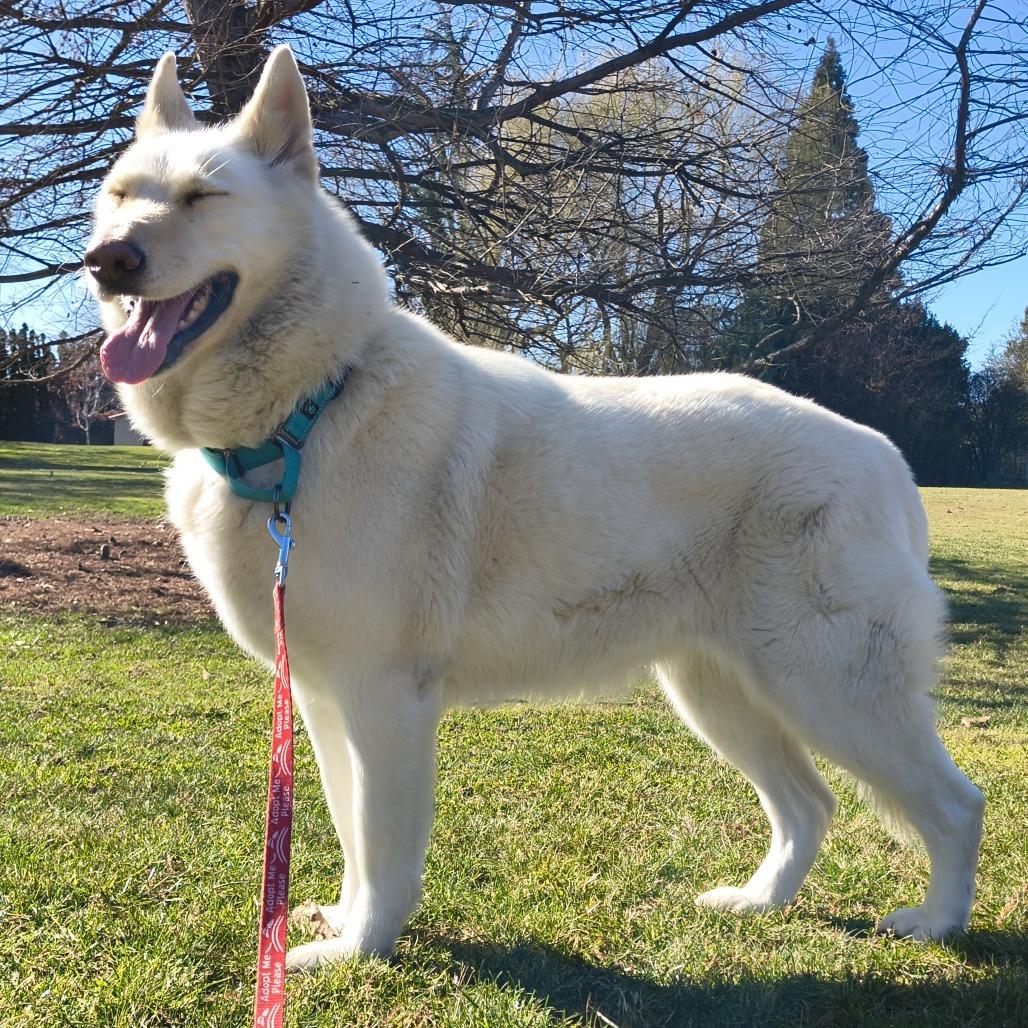 Coconut, a Adoptable Husky in Othello, WA image 4/6