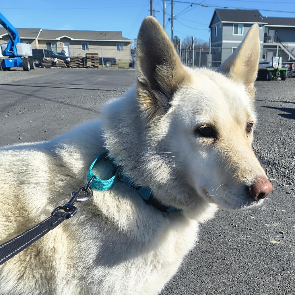 Coconut, a Adoptable Husky in Othello, WA image 5/6