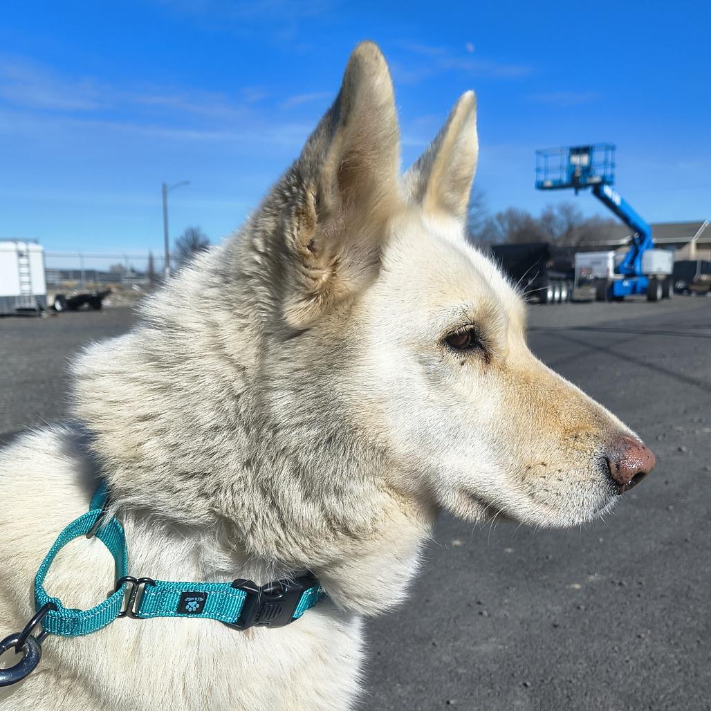 Coconut, a Adoptable Husky in Othello, WA image 6/6
