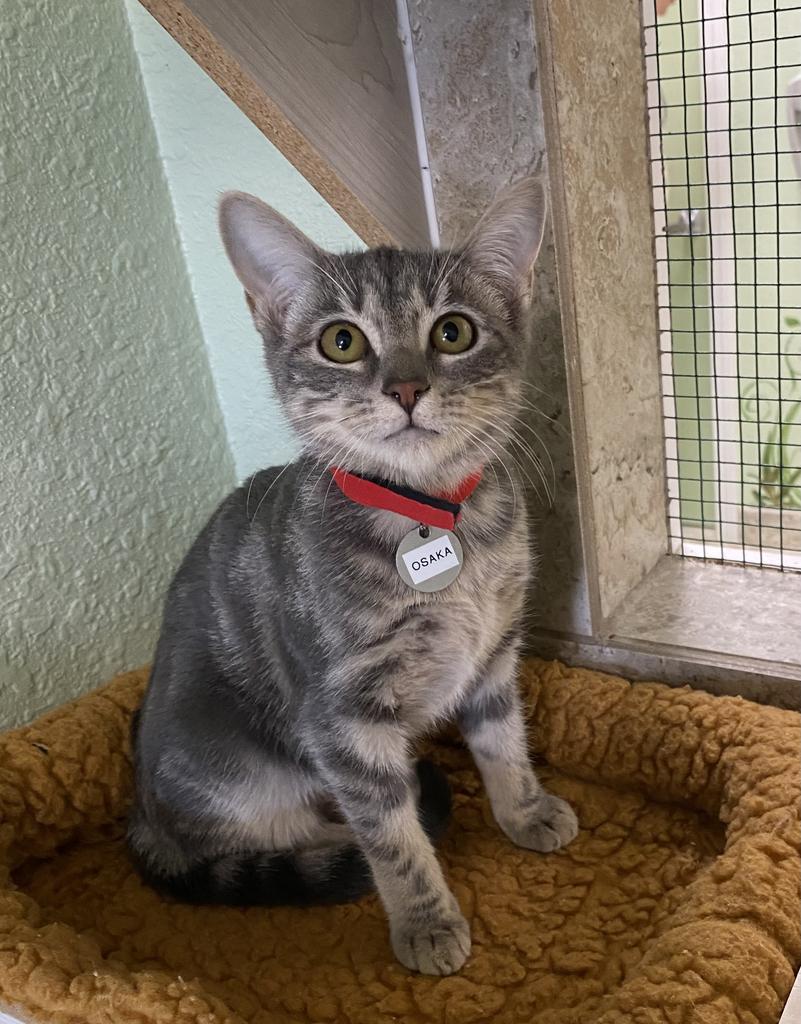 Enlarge Osaka, a Adoptable mixed breed in Hot Springs, AR image 1/1