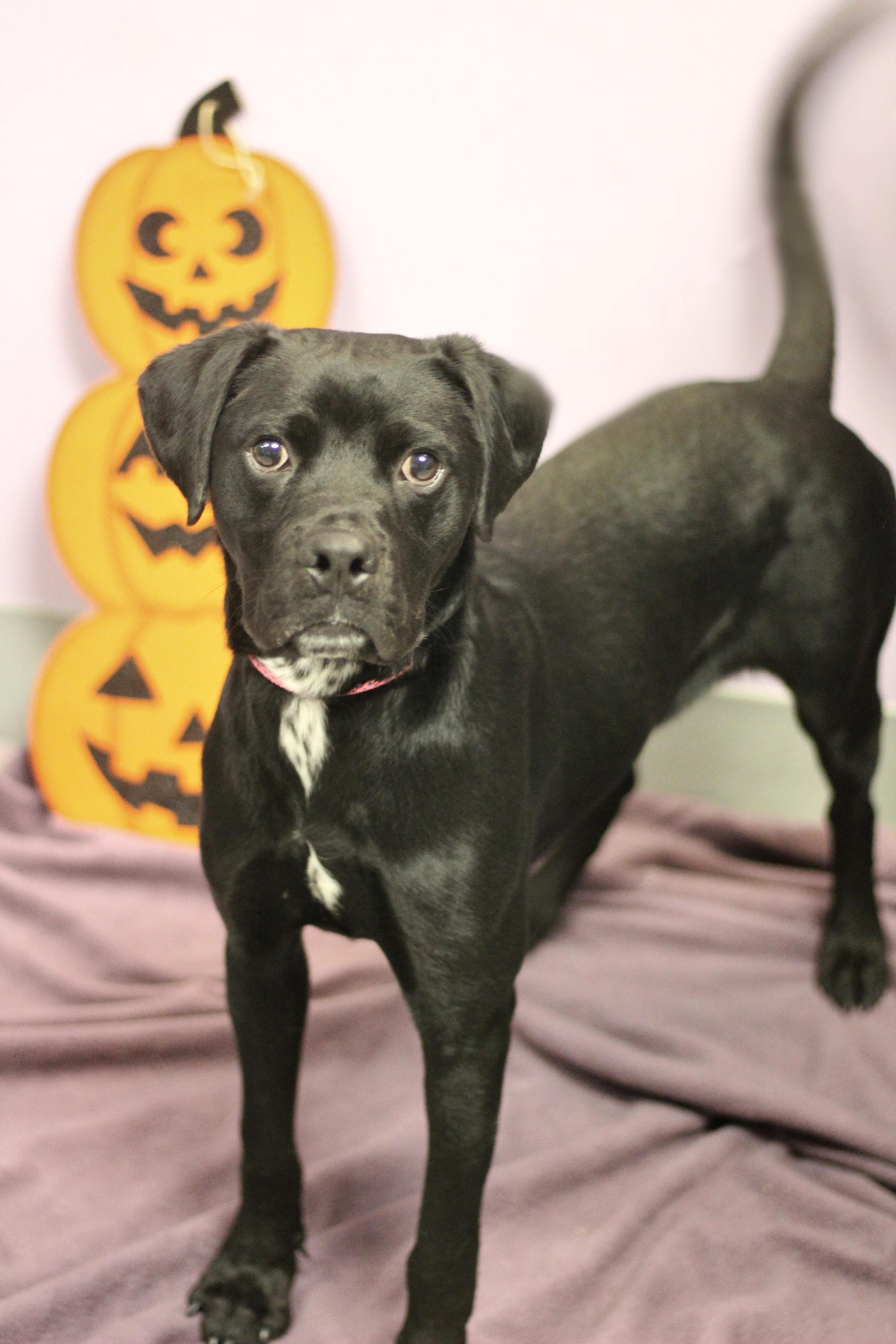 Enlarge Bugsy in NH. Come Meet our Adoptable Dogs Wednesday-Saturday. More info in Bio, a Adoptable mixed breed in Manchester, NH image 1/3