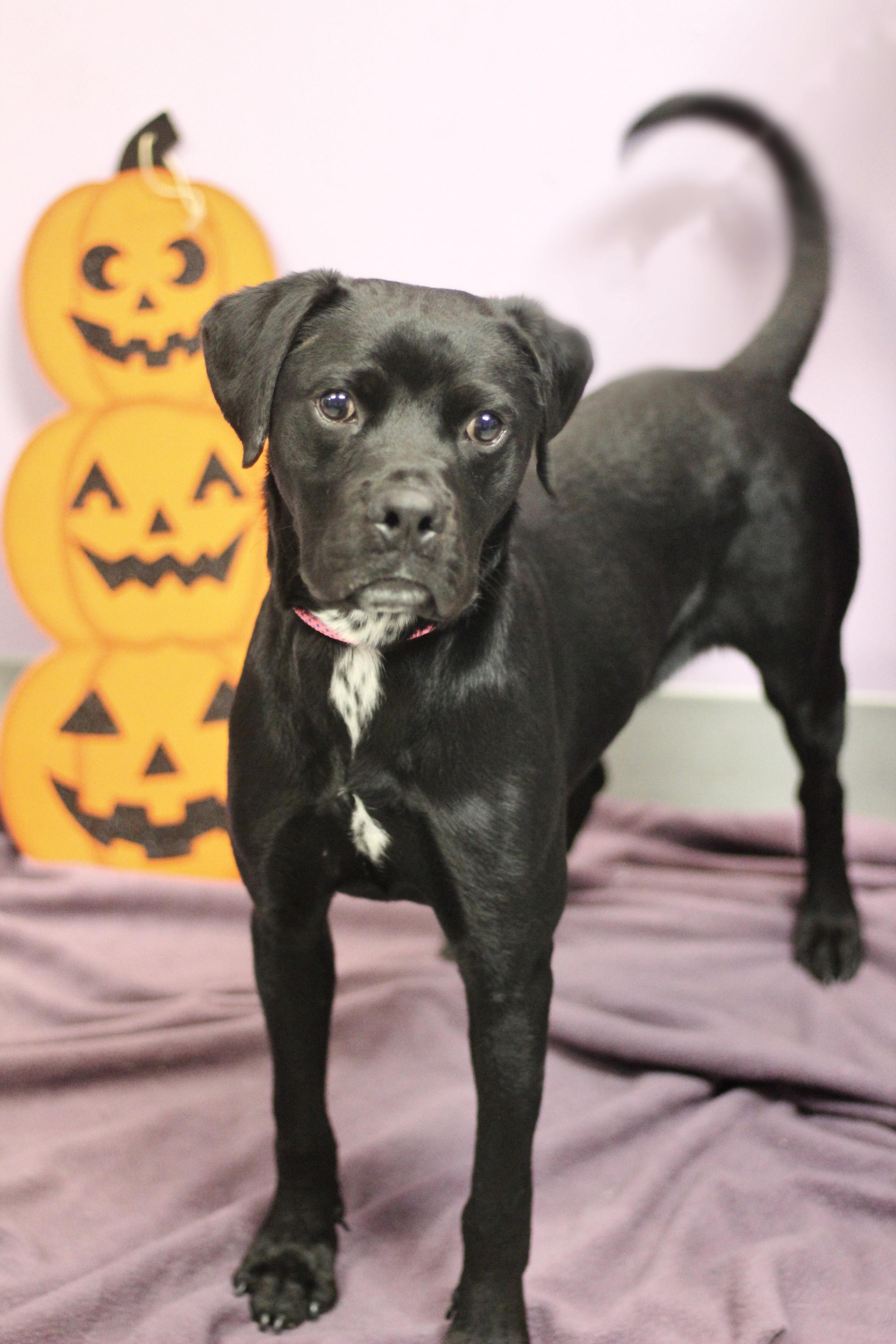 Enlarge Bugsy in NH. Come Meet our Adoptable Dogs Wednesday-Saturday. More info in Bio, a Adoptable mixed breed in Manchester, NH image 3/3