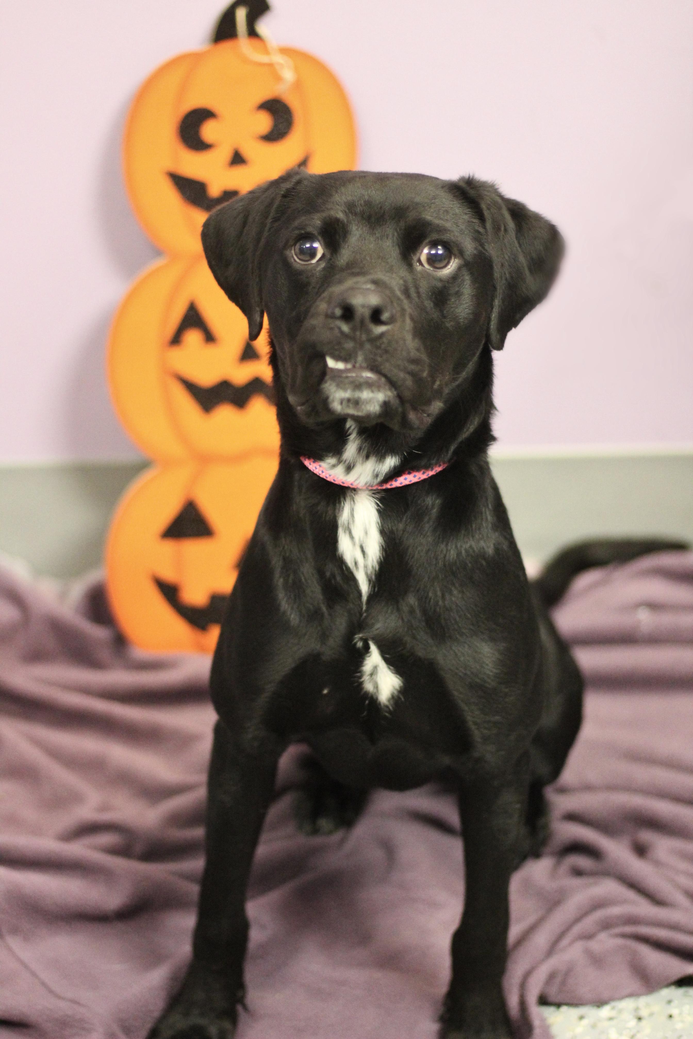 Enlarge Bugsy in NH. Come Meet our Adoptable Dogs Wednesday-Saturday. More info in Bio, a Adoptable mixed breed in Manchester, NH image 2/3