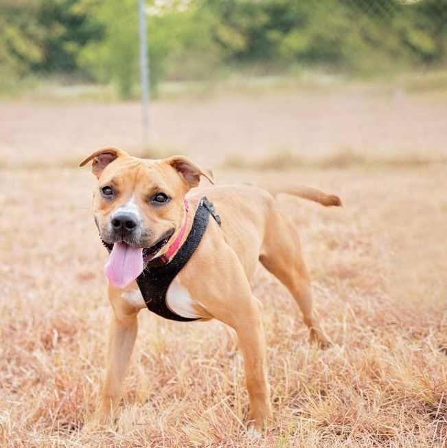 *Esme, a Adoptable Pit Bull Terrier in Justin, TX image 1/12