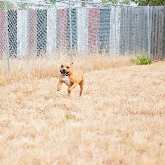 *Esme, a Adoptable Pit Bull Terrier in Justin, TX image 2/12