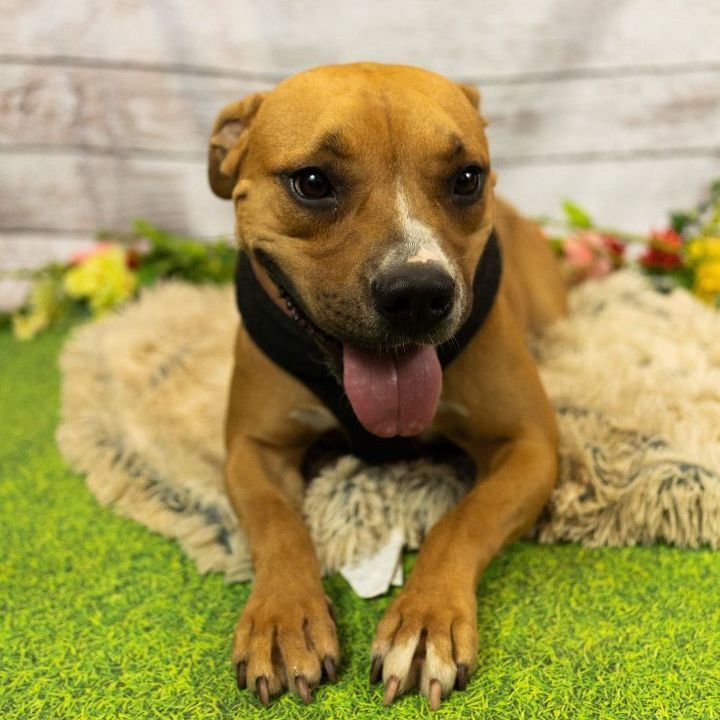 *Esme, a Adoptable Pit Bull Terrier in Justin, TX image 3/12