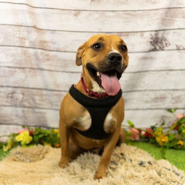 *Esme, a Adoptable Pit Bull Terrier in Justin, TX image 4/12