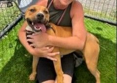 *Esme, a Adoptable Pit Bull Terrier in Justin, TX image 5/12