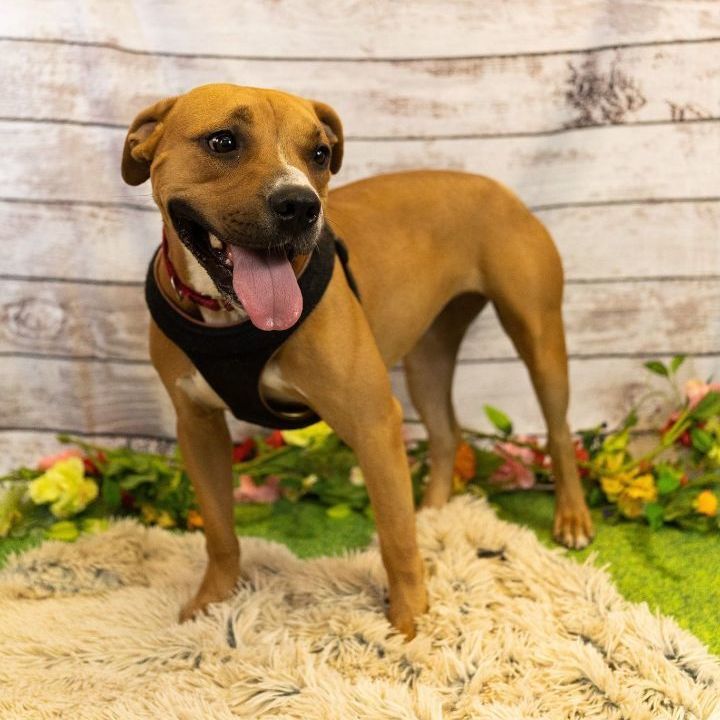 *Esme, a Adoptable Pit Bull Terrier in Justin, TX image 6/12