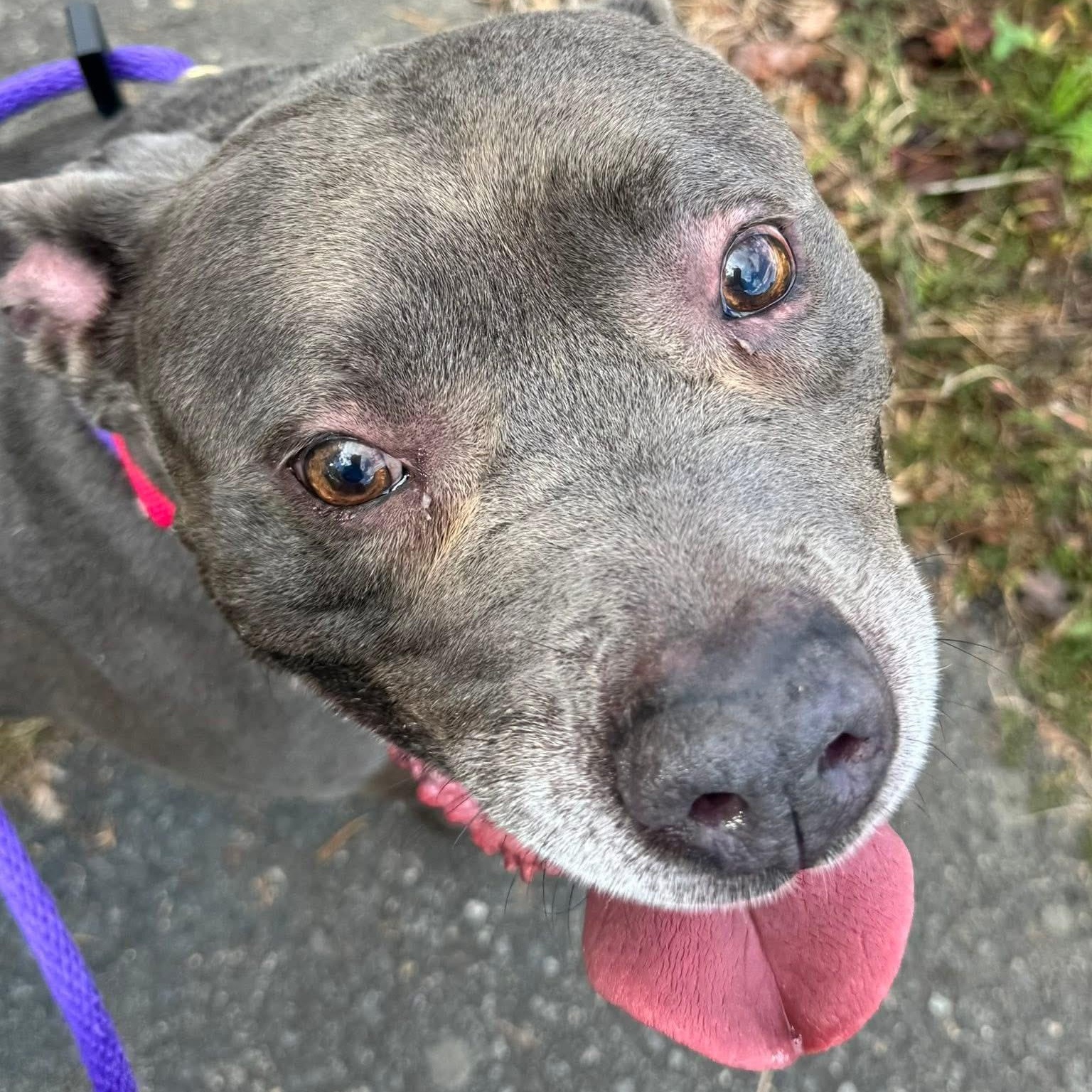 Achilles (ID 45264/3421) 1