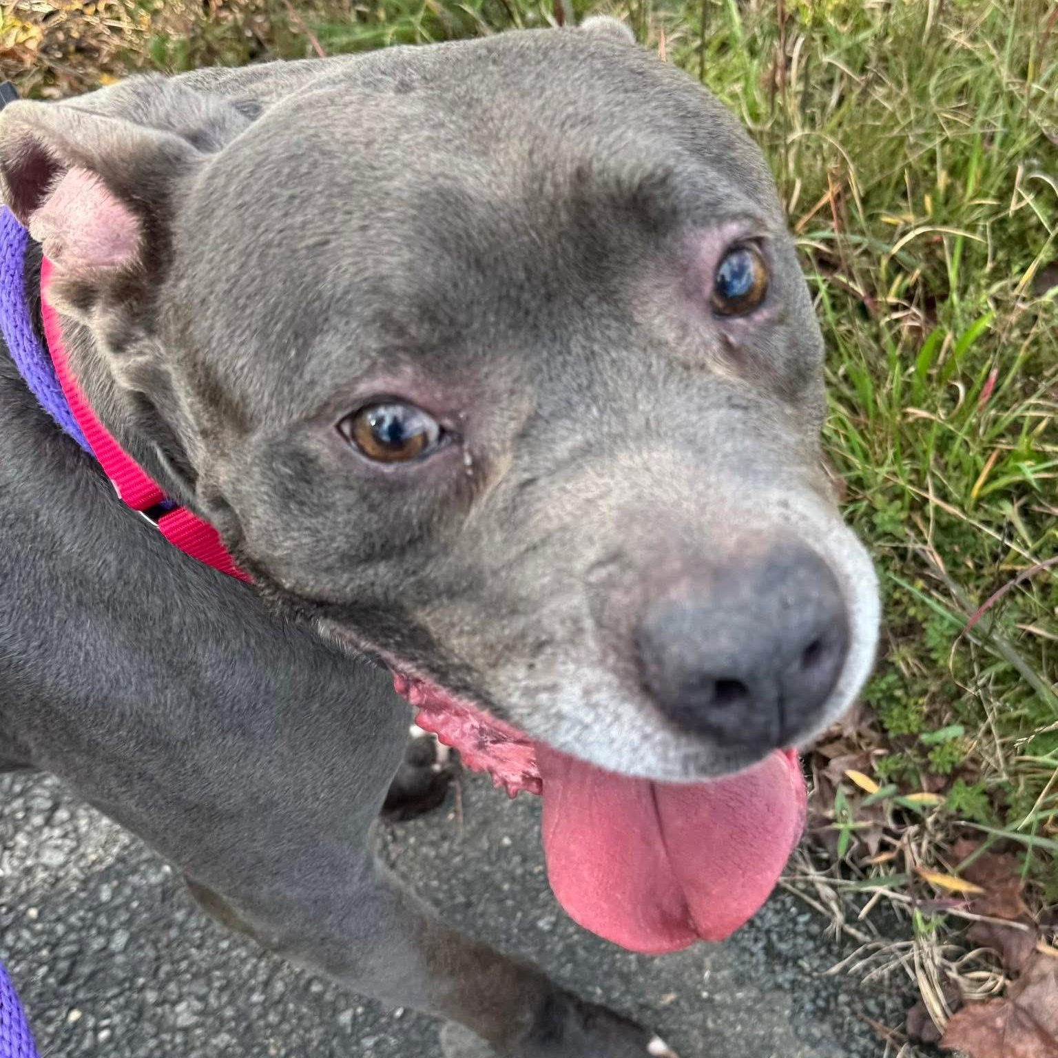 Achilles (ID 45264/3421) 2