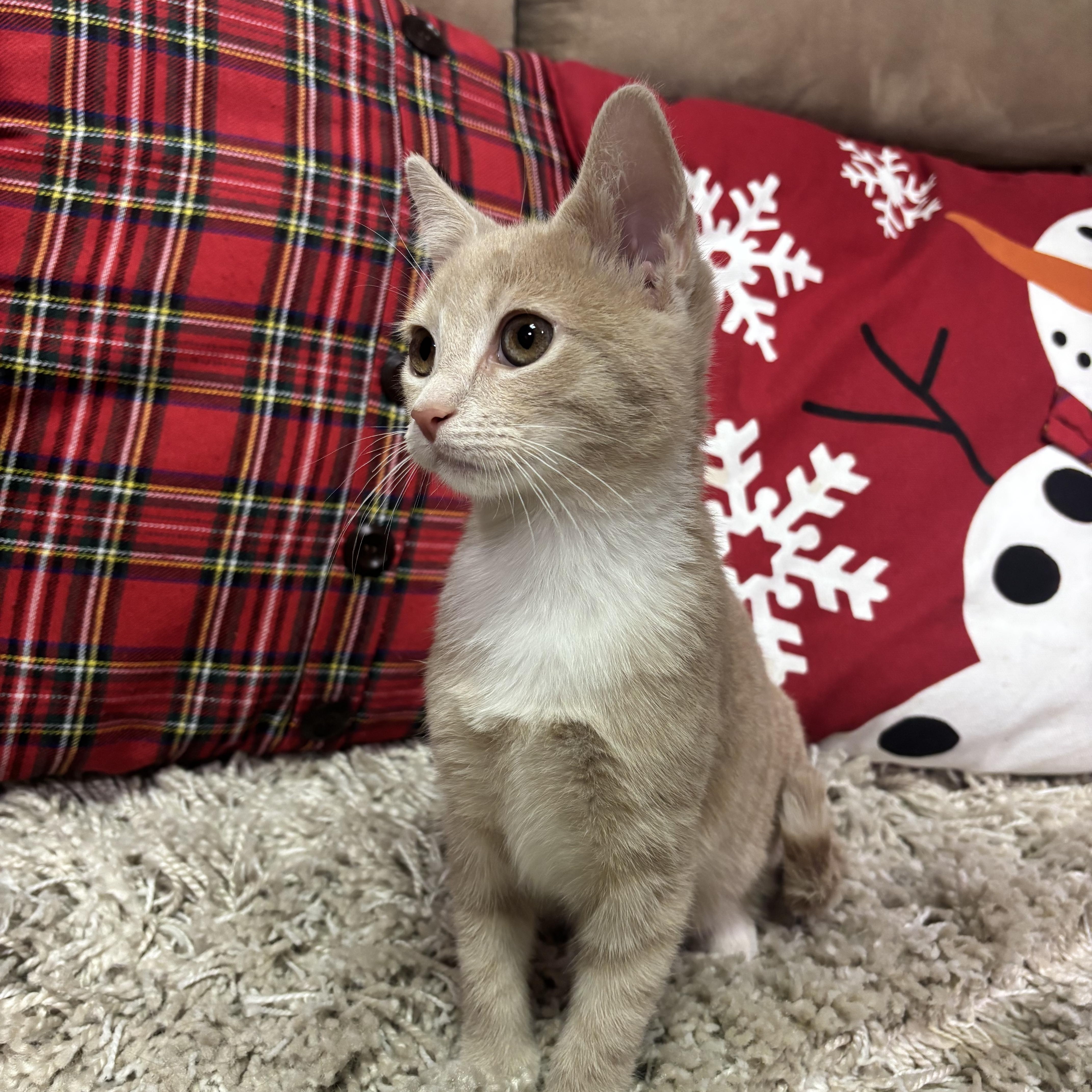 Enlarge Tink, a ADOPTABLE American Shorthair in Brookville, PA image 1/3