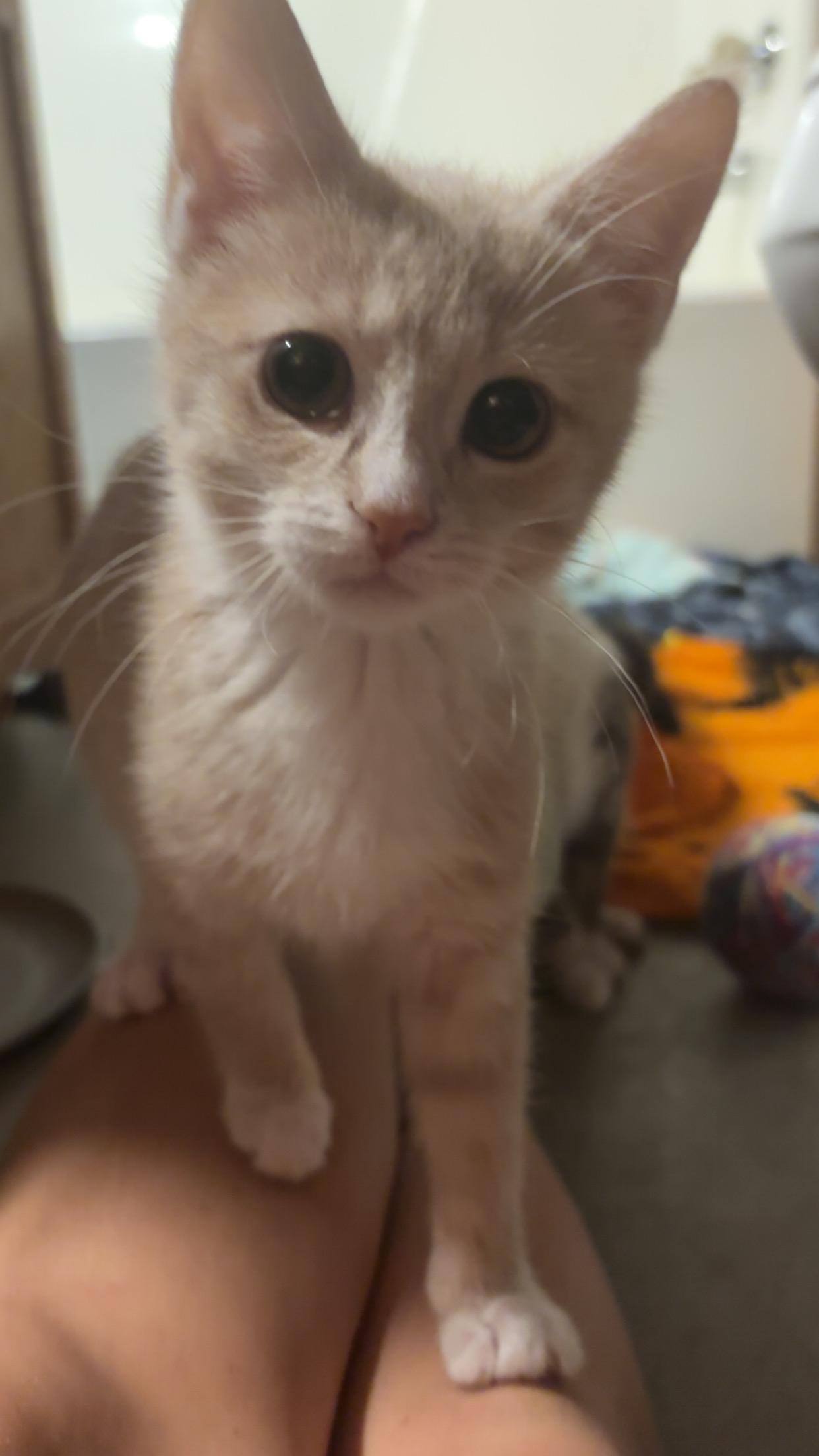 Enlarge Tink, a ADOPTABLE American Shorthair in Brookville, PA image 2/3