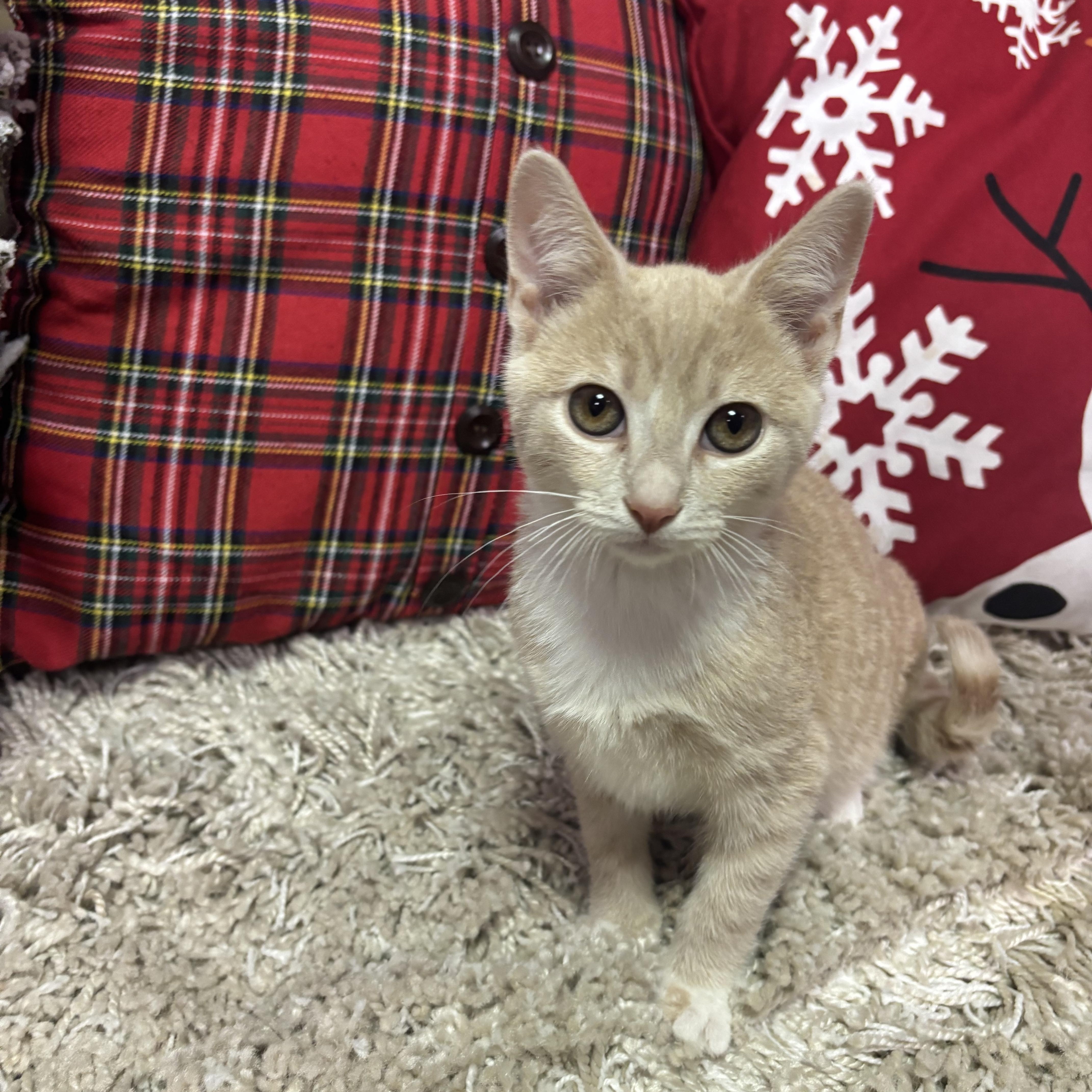 Enlarge Tink, a ADOPTABLE American Shorthair in Brookville, PA image 3/3