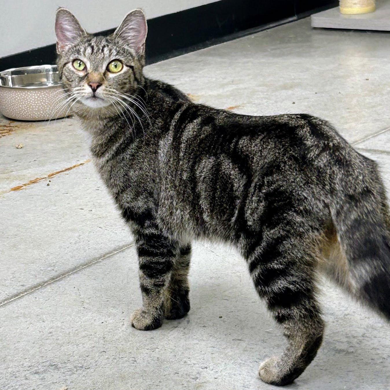 Charlie Chaplin, a Adoptable mixed breed in Norwood, OH image 1/2