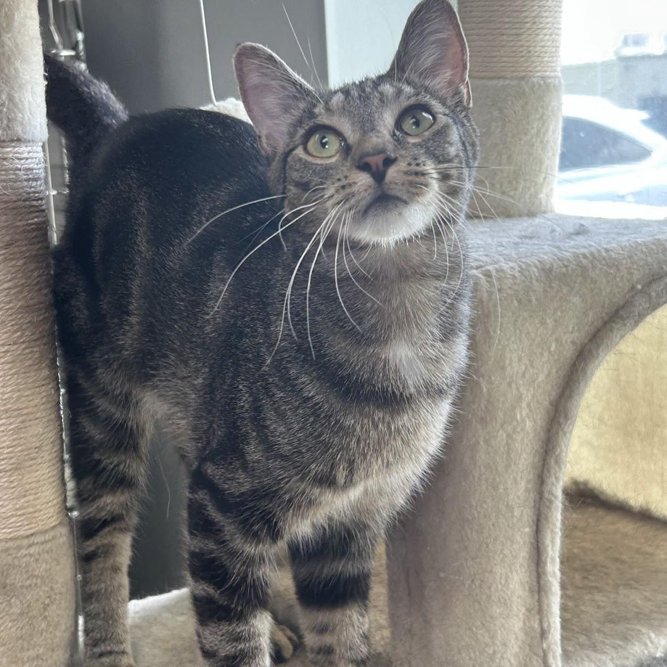 Enlarge Charlie Chaplin, a Adoptable mixed breed in Norwood, OH image 3/3