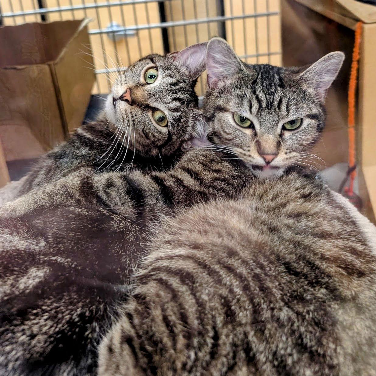 Charlie Chaplin, Adoptable, Adult Male Domestic Short Hair & Tabby.