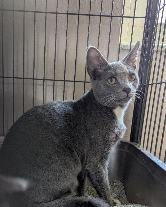 Mimi, Adoptable, Young Female Domestic Short Hair.