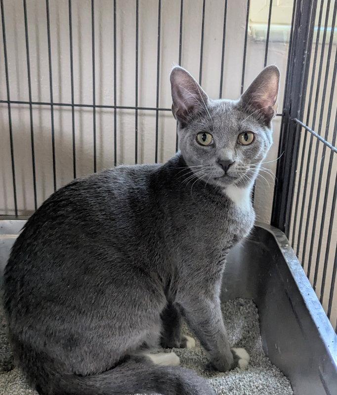 Enlarge Mimi, a Adoptable Domestic Short Hair in Ocala, FL image 2/3