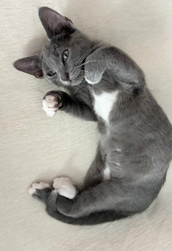 Enlarge Mimi, a Adoptable Domestic Short Hair in Ocala, FL image 3/3