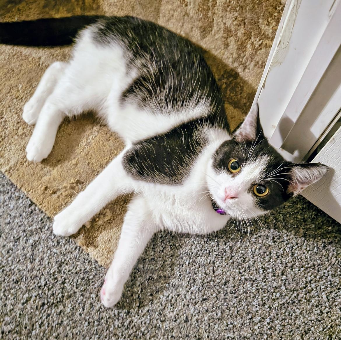 BW - COURTESY LISTING, a ADOPTABLE Domestic Short Hair in Greensboro, NC image 1/2