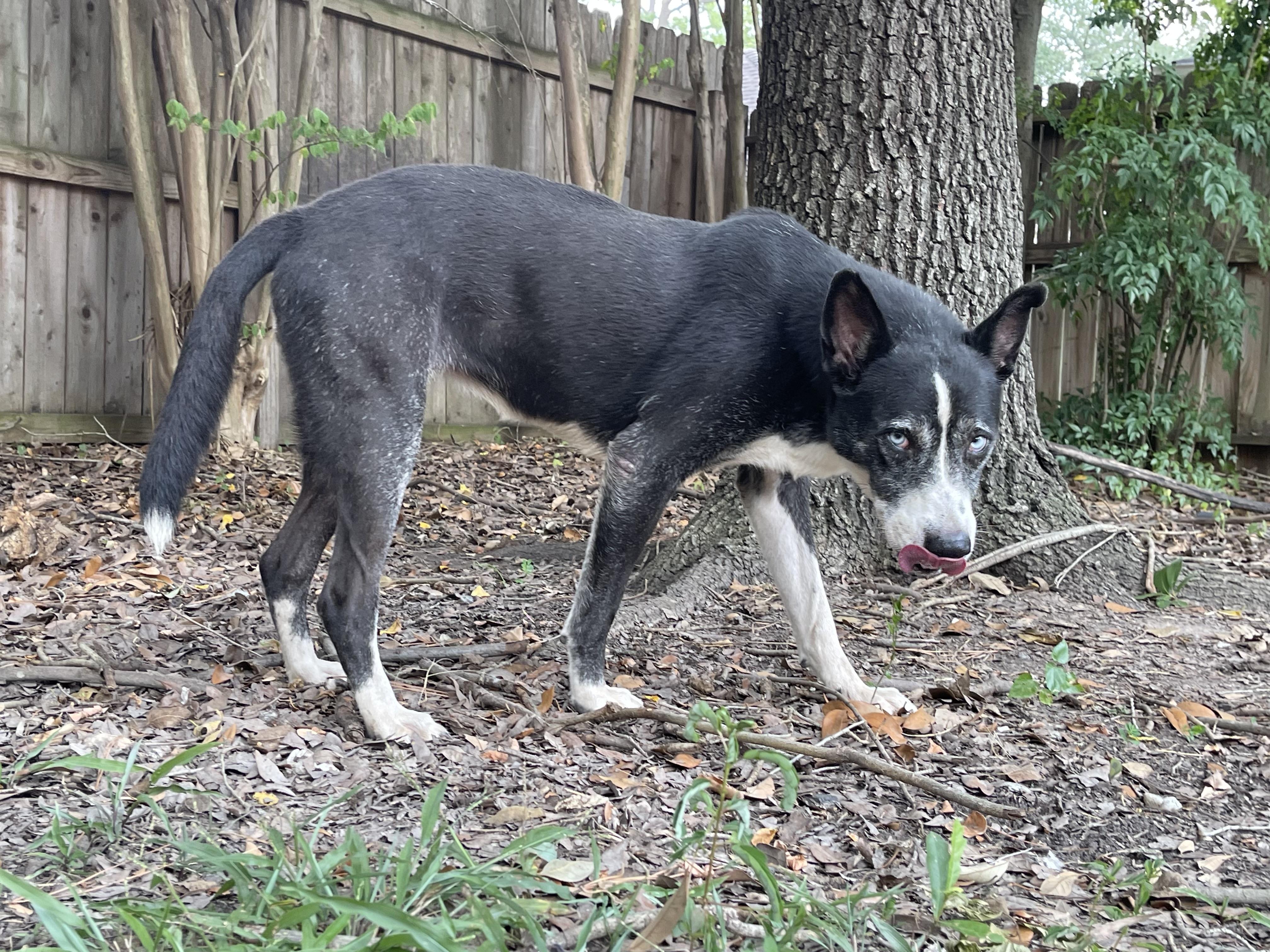 Enlarge FAITH, a Adoptable mixed breed in The Dalles, OR image 2/6