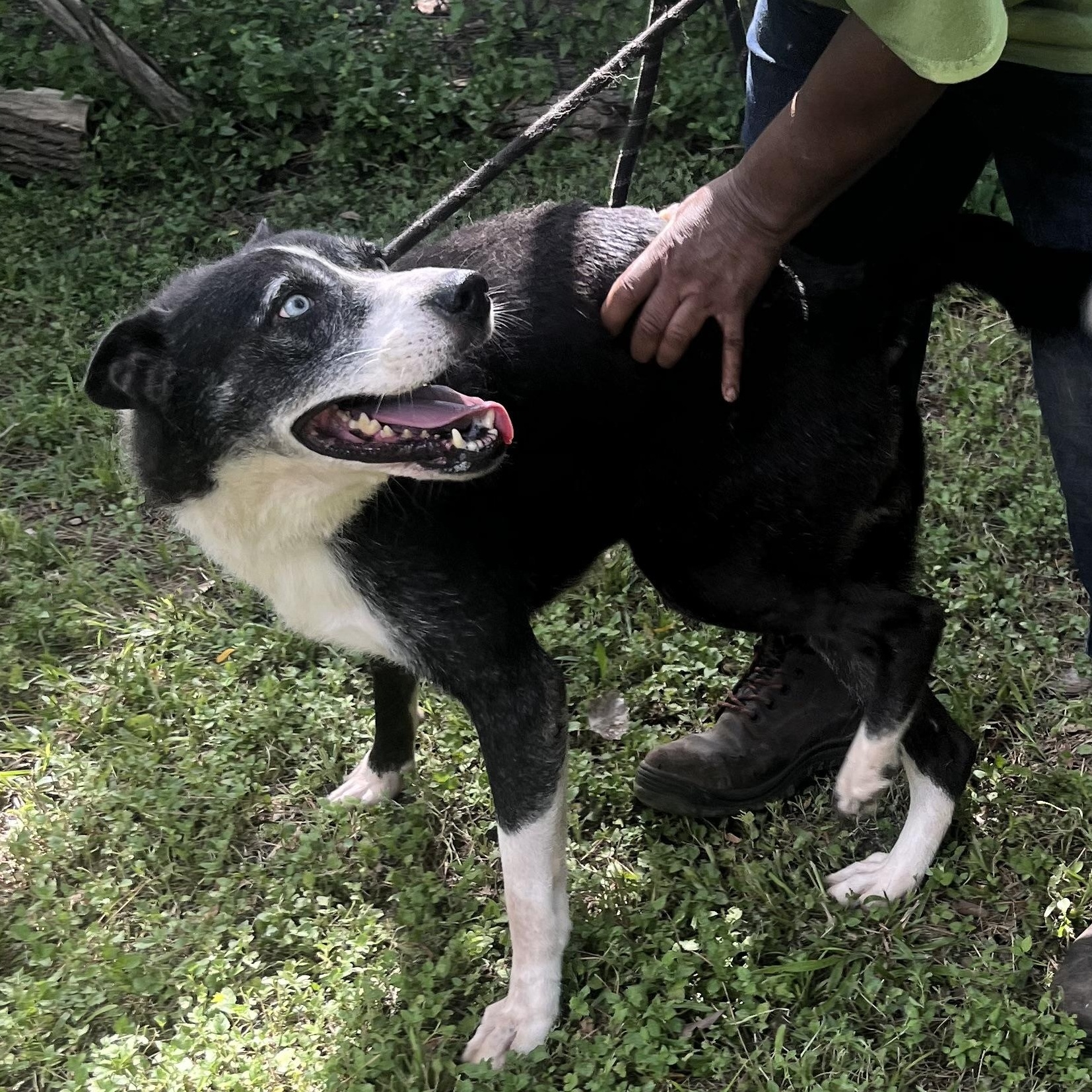 Enlarge FAITH, a Adoptable mixed breed in The Dalles, OR image 1/6
