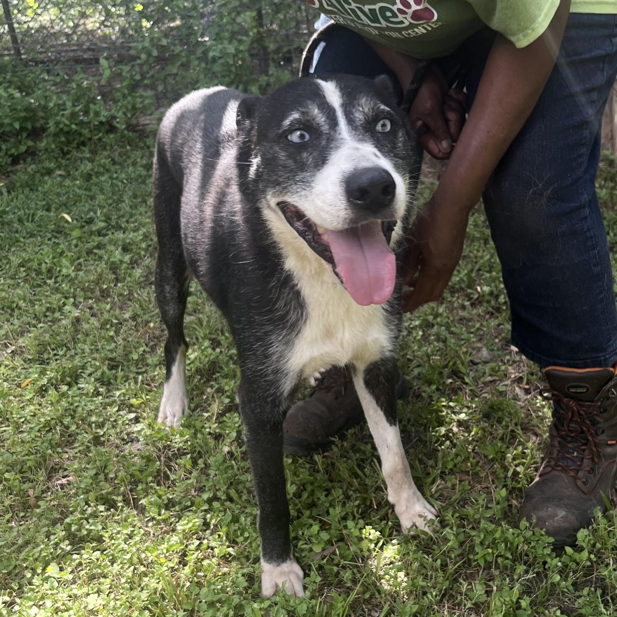 Enlarge FAITH, a Adoptable mixed breed in The Dalles, OR image 5/6
