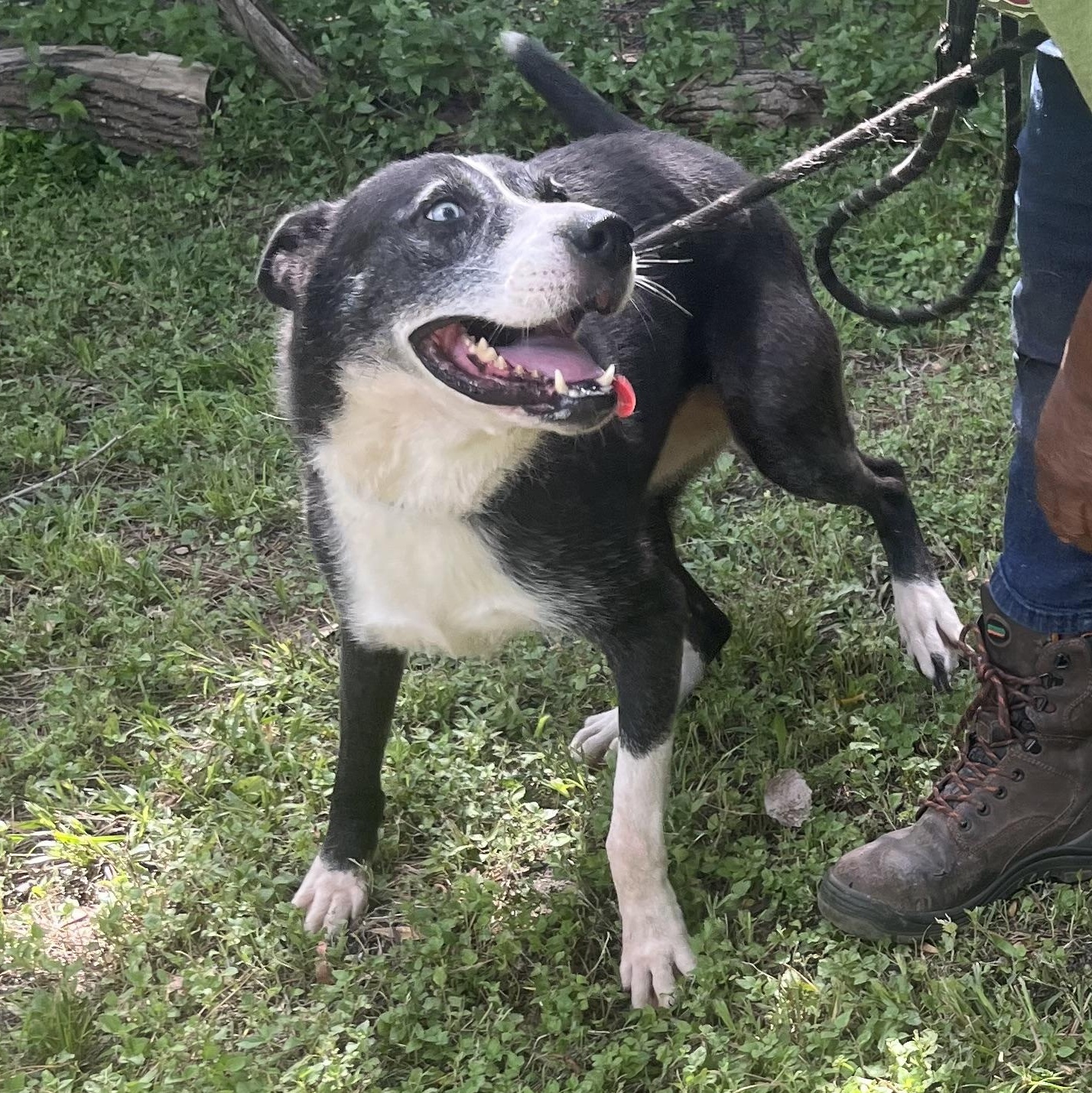 Enlarge FAITH, a Adoptable mixed breed in The Dalles, OR image 4/6