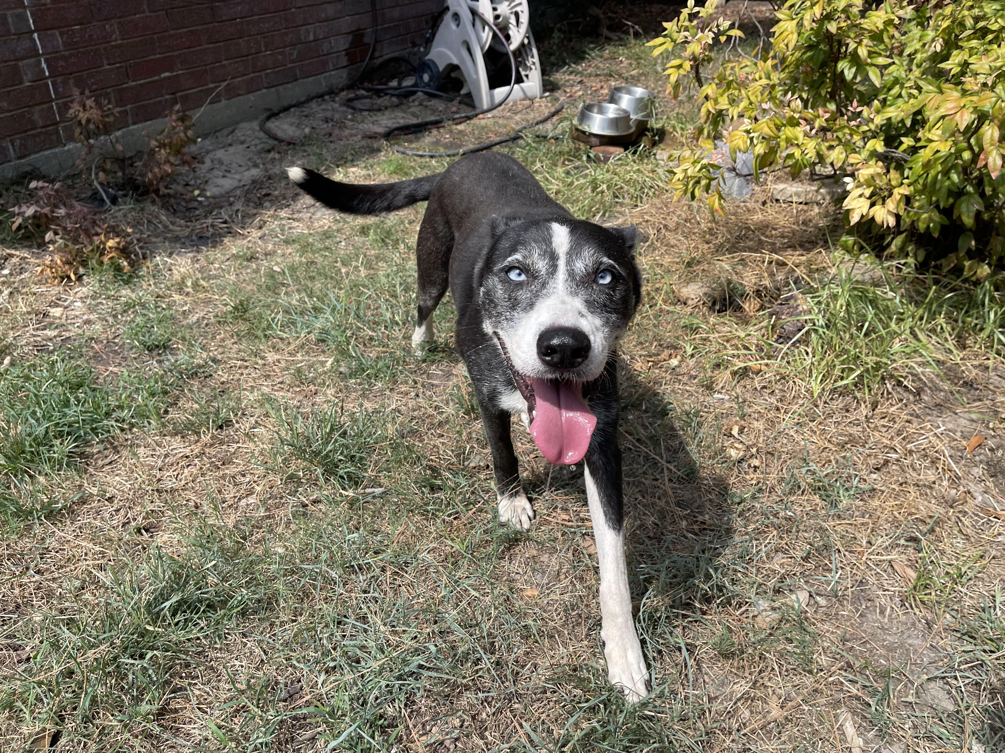 Enlarge FAITH, a Adoptable mixed breed in The Dalles, OR image 3/6